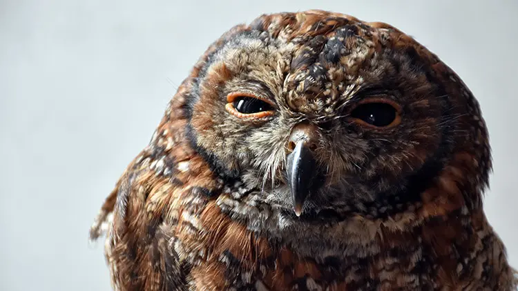 Close up of an owl with brown eyes.